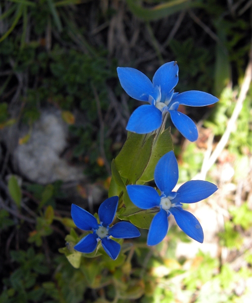 Gentiana utriculosa / Genziana alata